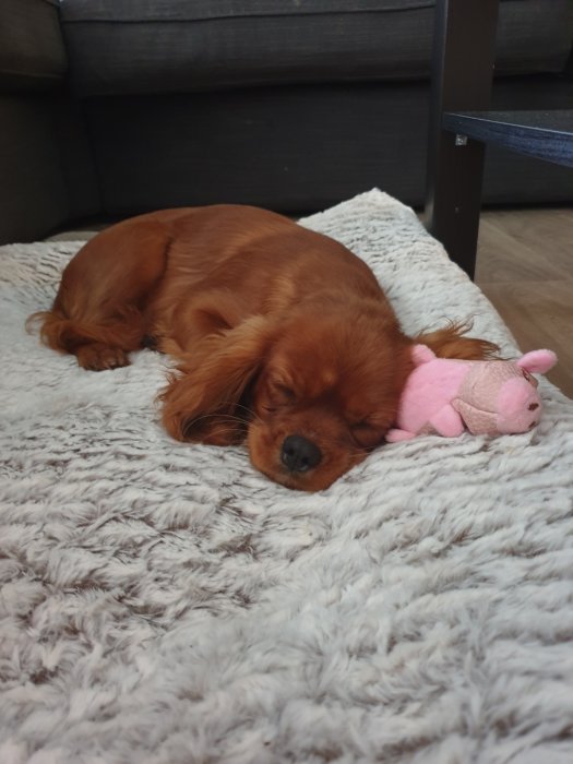 Cavalier King Charles Spaniel sover bredvid en leksak på en fluffig matta.