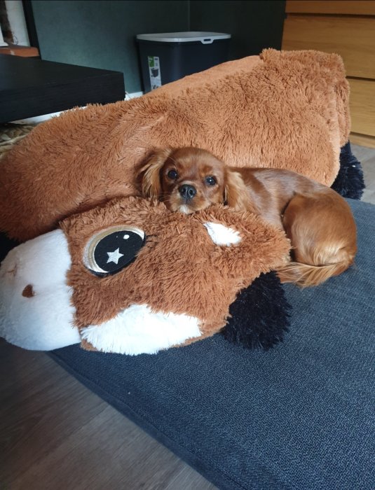 Cavalier King Charles Spaniel-valp ligger på en stor gosedjur i hemmiljö.