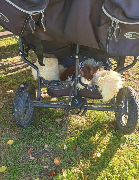 Cavalier King Charles Spaniel vilar i en barnvagn utomhus omgiven av löv.