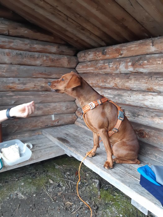 Hund sitter på träbänk i koja och tittar på hand med fika.