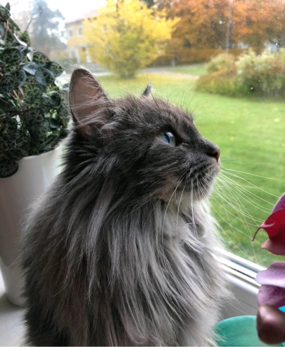 Långhårig grå katt vid ett fönster med utsikt över trädgård, återväxt päls efter klippning.