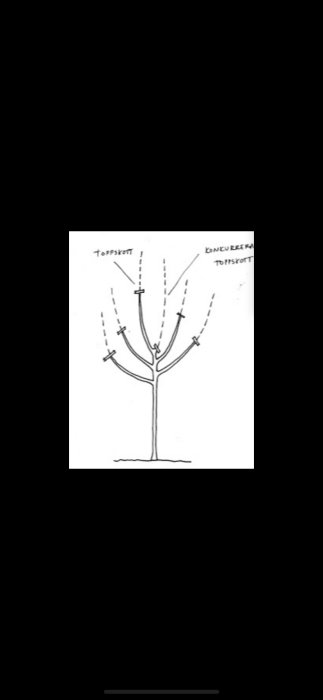 Schematisk illustration av beskärning av ett prydnadsträd med markerade snitt och växtsätt.