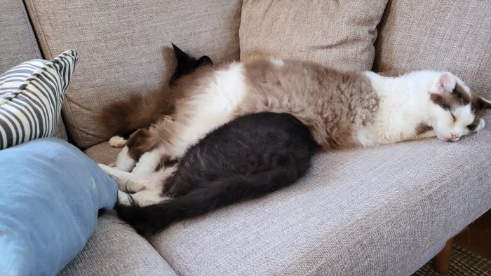 Två katter sover tätt intill varandra på en grå soffa.