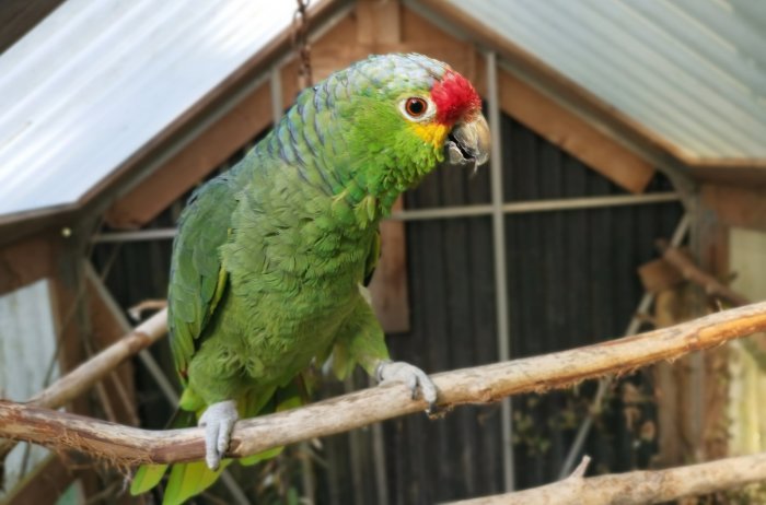 En Amazonpapegoja, Amazona autumnalis, sitter på en gren i ett växthus.