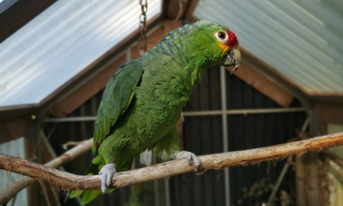 Grön Amazonpapegoja, Amazona autumnalis, sitter på en gren i ett fågelhus.