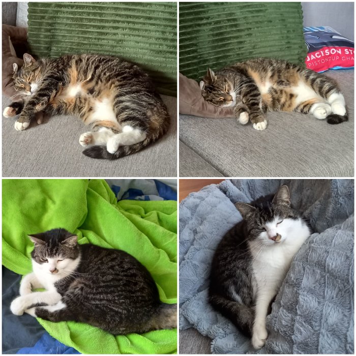 Fyra bilder av två olika katter som kopplar av på bekväma platser inomhus.