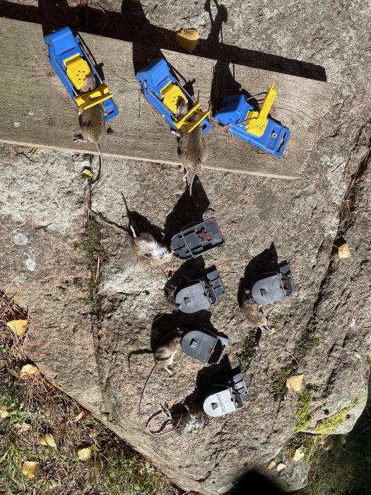 Råttor fångade i fällor på en träplanka och sten i soligt landskap.