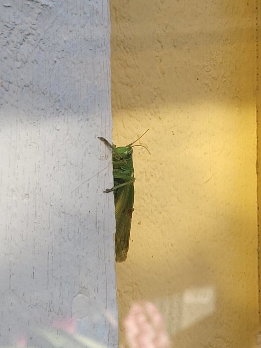 Grön gräshoppa som sitter på en vit trälist vid en gul vägg.