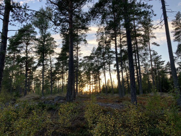 Solnedgång i skog med silhuetter av träd och en ljus himmel i bakgrunden.