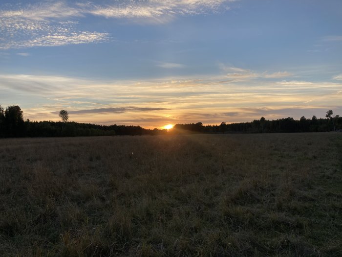 Solnedgång över en öppen äng med silhuett av skog i bakgrunden.