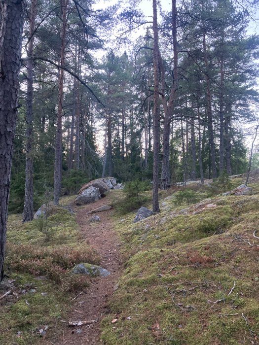 Smal stig genom tät skog med tallar och stenar, ljusmossa täcker marken.