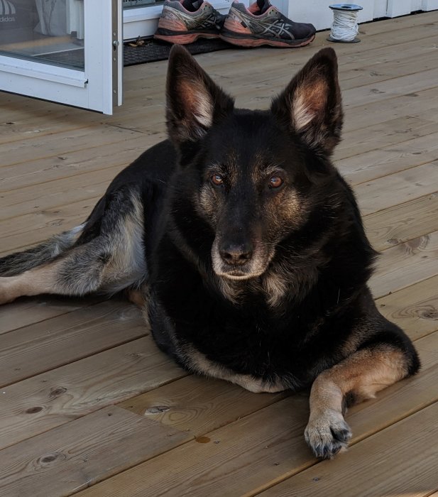 En "aggressiv" hund som ligger på en trätrall, ser direkt in i kameran.