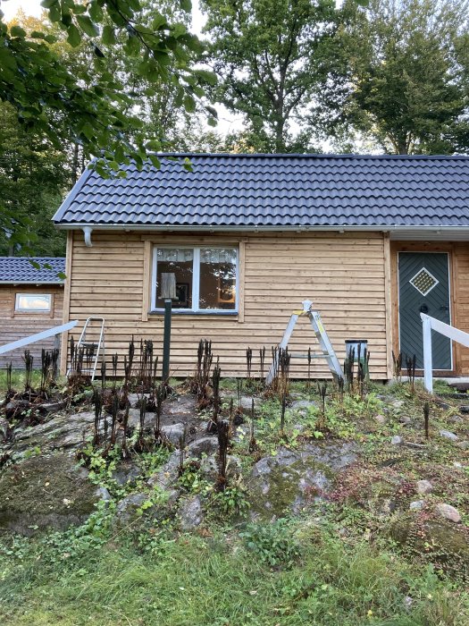 Trähus med svart takpannor, nedbrunna växter i förgrunden, stege lutad mot huset.