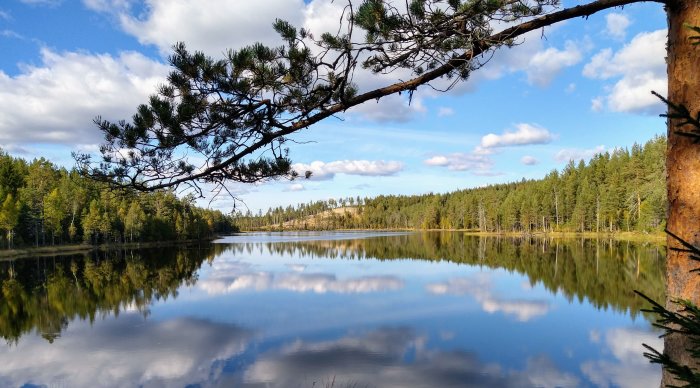 Spegling av tallar och blå himmel i det stilla vattnet vid Gäddtjärn på en solig dag.