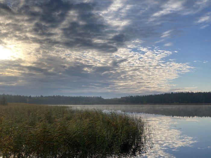 Morgonsikt över lugn sjö med spegelblankt vatten, vass i förgrunden och skog i bakgrunden under molnig himmel.