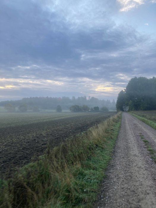 Grusväg bredvid plöjt fält i disig morgon med träd och molnigt himmel i bakgrunden.