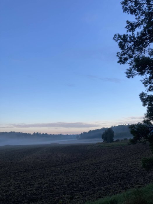 Tidig morgonvy över en dimmig åker med träd och en klarblå himmel.