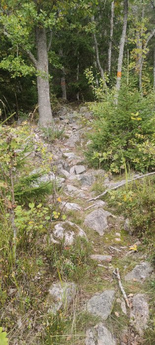 Stig genom en skog med stenar och grönska, markerad med orange färg på träden.