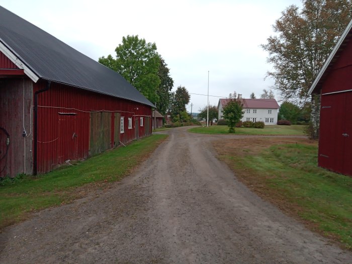 Grusväg mellan röda lador och ett vitt hus, ingen bil synlig, landsbygdsmiljö.