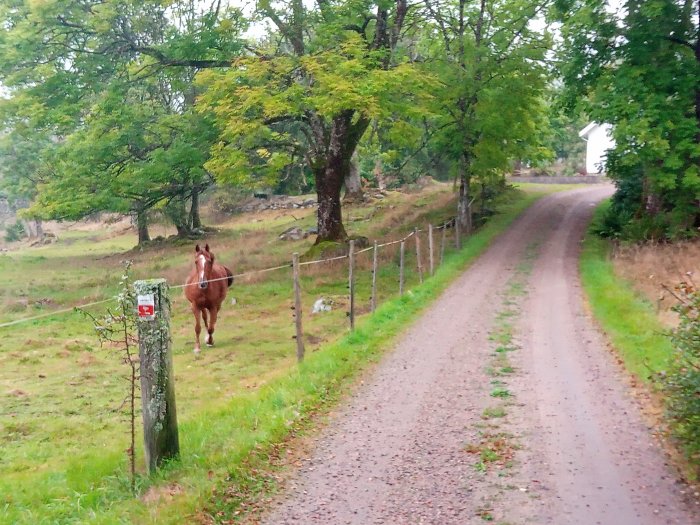 Nyfiken brun häst vid staket längs med grusväg i lantlig miljö, ingen bil eller människor synliga.
