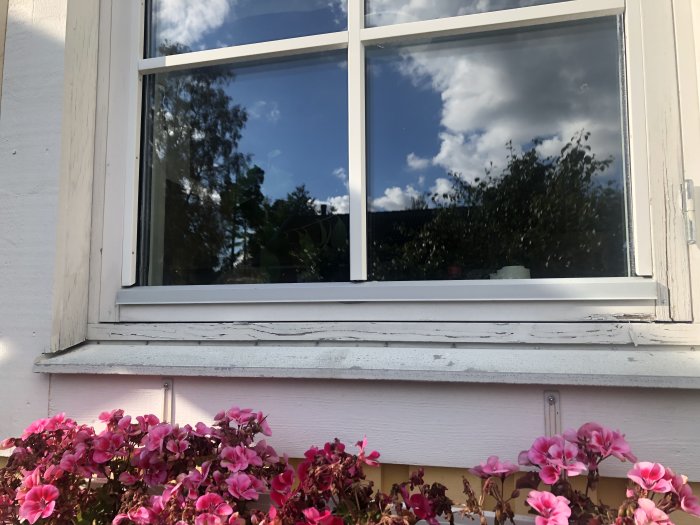 Ett fönster med behov av underhåll ovanför en blomsterlåda med rosa blommor.