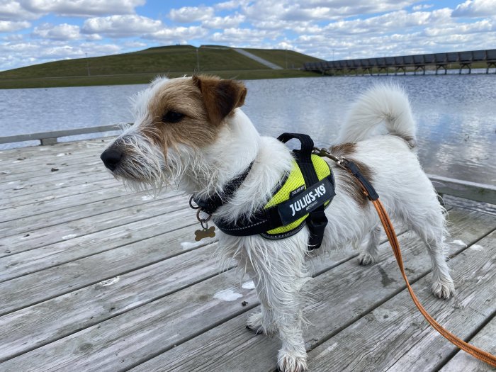 Glad liten hund i sele står på träbrygga med sjö och himmel i bakgrunden.