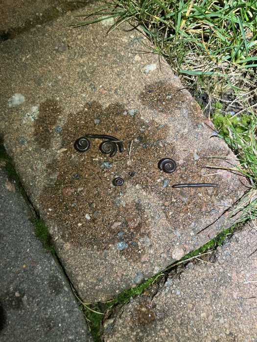 Fyra sniglar på en fuktig trottoarsten om natten, med grönt gräs vid sidan.