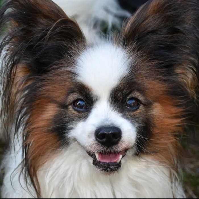 Närbild av en glad Papillon hund med fluffiga öron som firar sin 9-årsdag.