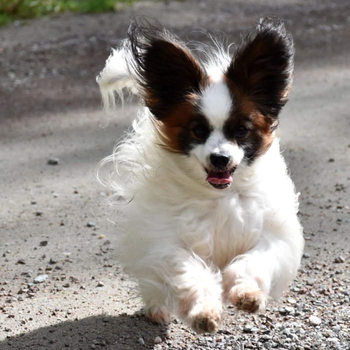 Glad papillonhund springer mot kameran firar sin 9-årsdag.