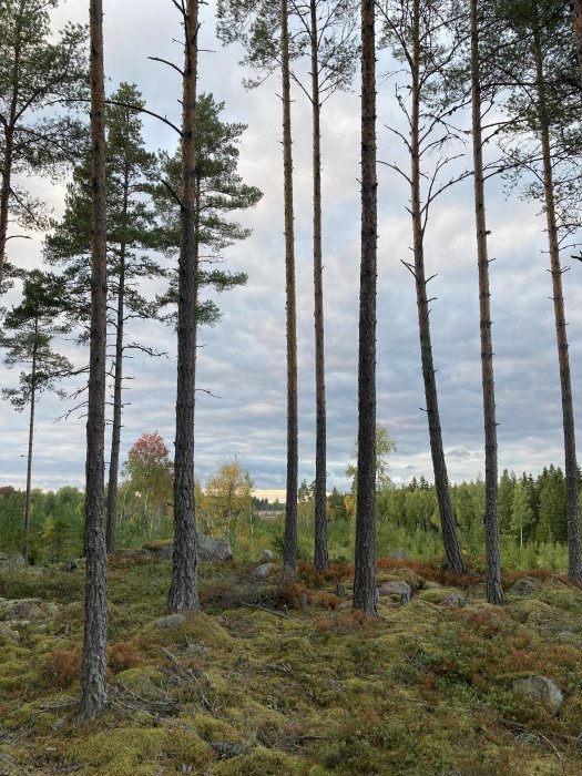 Skog med tallar och mossbeklädd mark mot en molnig himmel.