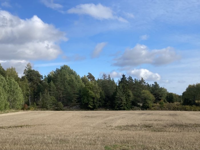 Öppet fält med skog i bakgrunden och delvis molnig himmel ovanför.