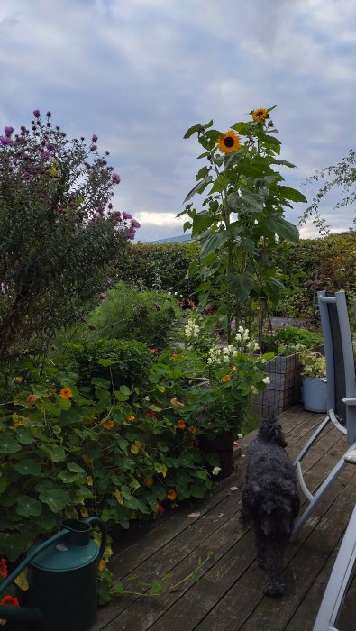 Trädgårdsdäck med blommande solrosor, frodiga växter och en grå hund.