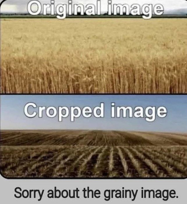 Jämförelse mellan en originalbild av ett vetefält och en beskuren bild av samma fält med puns på bilden om "grainy" (grain = säd) bildeffekt.