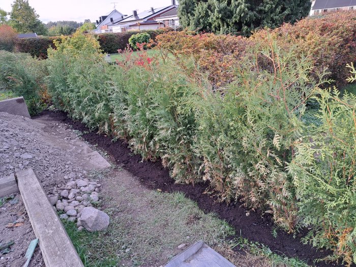 Häckplantor längs en rabatt med nyplanterad jord och bakgrund av villabebyggelse.