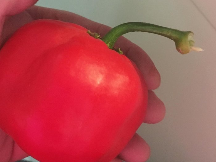 En hand håller ett äppelstort Rocoto Arequipa Giant-chili som liknar en röd paprika.