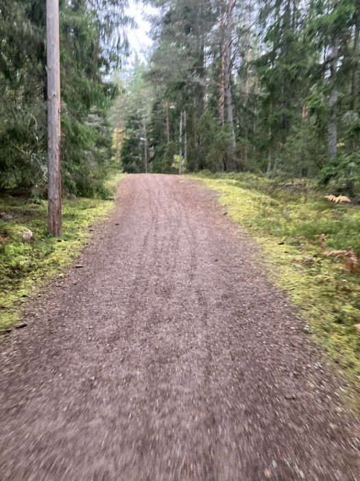 En suddig bild av en grusväg omgiven av skog.