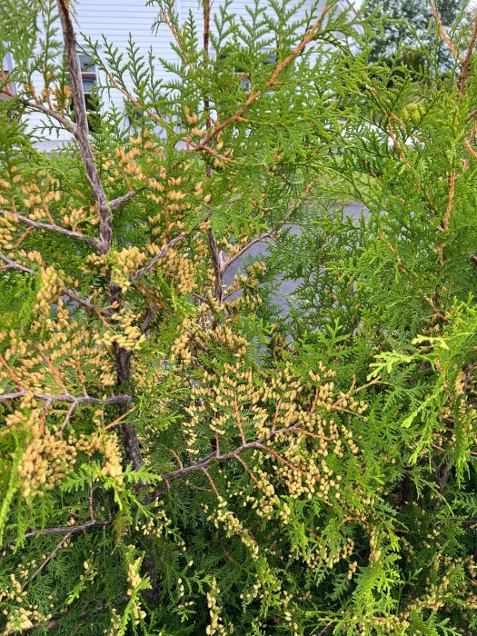 Närbild av en thuja med gula kottar mot en oskarp bakgrund av ett hus.