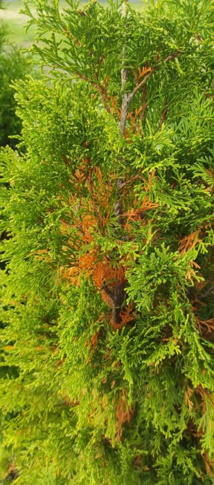 Levande gröna barr med delar som har brunat, indikerar potentiell skada eller sjukdom på växten.