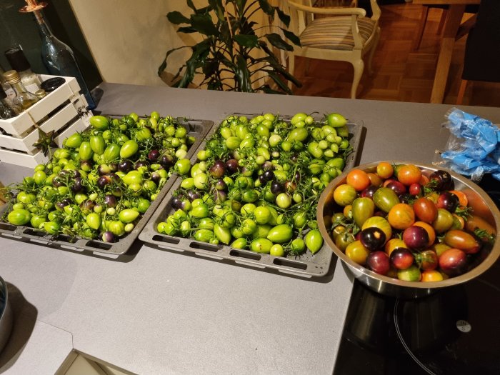 Fyra lådor med gröna tomater och en skål med mognande tomater på ett köksbord.