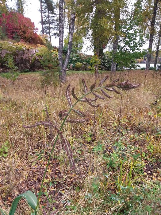 Trädgård med vildvuxna gräs och perenner på hösten, oidentifierbar växt i förgrunden.