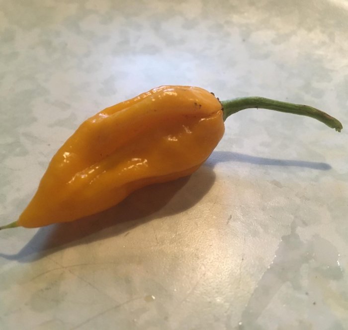 En gul Fatalii chili med grön stjälk på en marmorerad yta, en het sort på 250,000 Scoville-enheter.