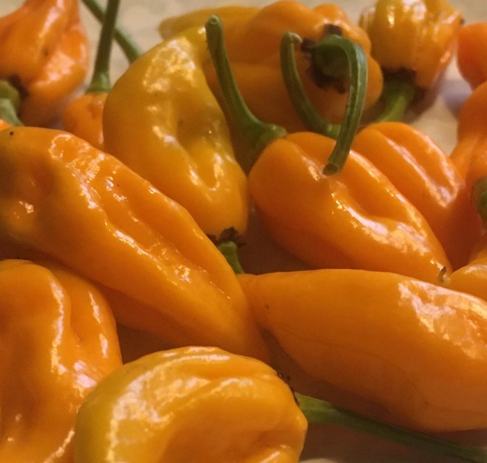 Närbild på en samling gula Fatalii-chilifrukter, kända för sin höga hetta.