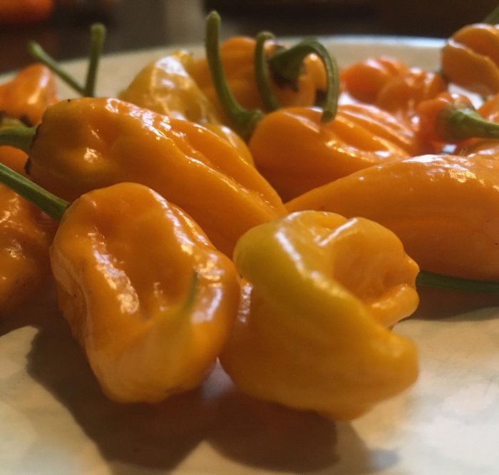 Orange Fatalii chili på tallrik, känd för sin höga hetta och smakrikedom.
