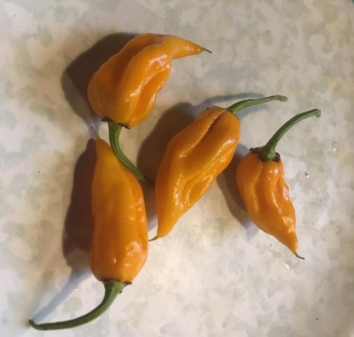 Fem gula fatalii chilifrukter på ett mönstrat underlag.