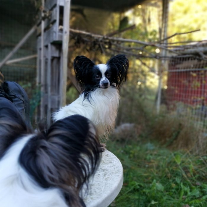 En svart och vit papillonhund framför en fågelbur utomhus.