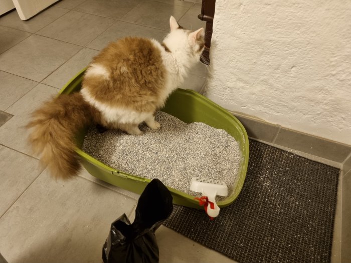 Fluffig vit och brun katt står i en öppen kattlåda och tittar mot väggen.