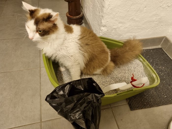 Fluffy katt sitter i en grön kattlåda med blicken riktad åt sidan, bredvid en svart soppåse.