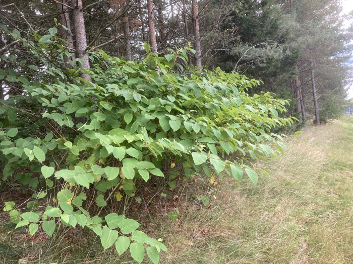 Lummig grön buskvegetation längs en gräsbevuxen skogsväg.