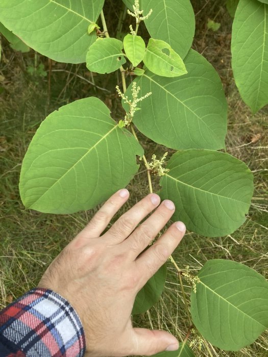 En hand jämför storleken på stora gröna blad på en växt ute i naturen.