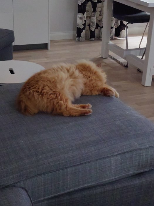 Orange katt sover på en soffdyna med en tass hängande över kanten.